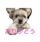 ゆる犬ショコタンs（個別スタンプ：20）