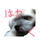ゆる犬ショコタンs（個別スタンプ：21）