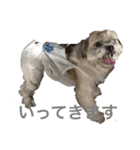 ゆる犬ショコタンs（個別スタンプ：23）