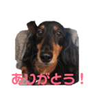 ココちゃんとご挨拶♪(*^^)o∀(ᵔᴥᵔ)（個別スタンプ：2）