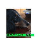 ココちゃんとご挨拶♪(*^^)o∀(ᵔᴥᵔ)（個別スタンプ：3）