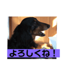 ココちゃんとご挨拶♪(*^^)o∀(ᵔᴥᵔ)（個別スタンプ：4）