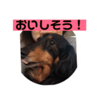 ココちゃんとご挨拶♪(*^^)o∀(ᵔᴥᵔ)（個別スタンプ：8）