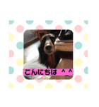 ココちゃんとご挨拶♪(*^^)o∀(ᵔᴥᵔ)（個別スタンプ：13）
