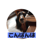 ココちゃんとご挨拶♪(*^^)o∀(ᵔᴥᵔ)（個別スタンプ：14）