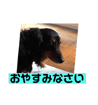 ココちゃんとご挨拶♪(*^^)o∀(ᵔᴥᵔ)（個別スタンプ：15）