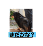 ココちゃんとご挨拶♪(*^^)o∀(ᵔᴥᵔ)（個別スタンプ：16）