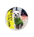 くぅしぃぷぅ。チワワ三兄弟！（個別スタンプ：1）