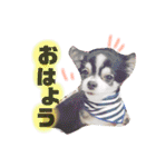 くぅしぃぷぅ。チワワ三兄弟！（個別スタンプ：2）