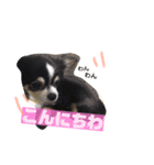 くぅしぃぷぅ。チワワ三兄弟！（個別スタンプ：3）