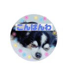 くぅしぃぷぅ。チワワ三兄弟！（個別スタンプ：4）