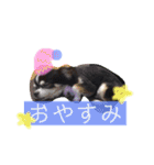 くぅしぃぷぅ。チワワ三兄弟！（個別スタンプ：5）