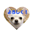 くぅしぃぷぅ。チワワ三兄弟！（個別スタンプ：7）