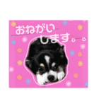 くぅしぃぷぅ。チワワ三兄弟！（個別スタンプ：8）