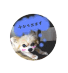 くぅしぃぷぅ。チワワ三兄弟！（個別スタンプ：9）