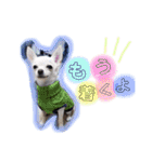 くぅしぃぷぅ。チワワ三兄弟！（個別スタンプ：10）