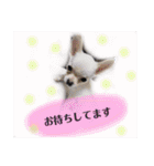 くぅしぃぷぅ。チワワ三兄弟！（個別スタンプ：11）