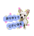 くぅしぃぷぅ。チワワ三兄弟！（個別スタンプ：12）