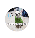 くぅしぃぷぅ。チワワ三兄弟！（個別スタンプ：15）