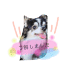 くぅしぃぷぅ。チワワ三兄弟！（個別スタンプ：16）