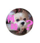 くぅしぃぷぅ。チワワ三兄弟！（個別スタンプ：18）
