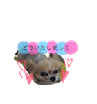 くぅしぃぷぅ。チワワ三兄弟！（個別スタンプ：19）