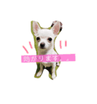 くぅしぃぷぅ。チワワ三兄弟！（個別スタンプ：20）