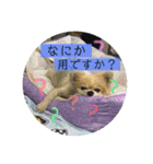 くぅしぃぷぅ。チワワ三兄弟！（個別スタンプ：21）