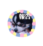 くぅしぃぷぅ。チワワ三兄弟！（個別スタンプ：22）