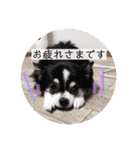 くぅしぃぷぅ。チワワ三兄弟！（個別スタンプ：24）