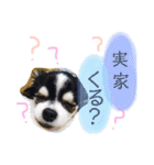 くぅしぃぷぅ。チワワ三兄弟！（個別スタンプ：25）