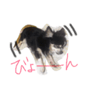 くぅしぃぷぅ。チワワ三兄弟！（個別スタンプ：28）
