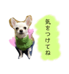 くぅしぃぷぅ。チワワ三兄弟！（個別スタンプ：30）