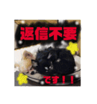 くぅしぃぷぅ。チワワ三兄弟！（個別スタンプ：31）