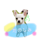 くぅしぃぷぅ。チワワ三兄弟！（個別スタンプ：32）