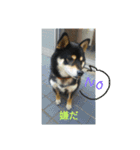 シバココ日和3（個別スタンプ：2）