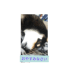 シバココ日和3（個別スタンプ：4）