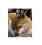 シバココ日和3（個別スタンプ：6）