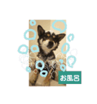 シバココ日和3（個別スタンプ：7）