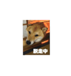 シバココ日和3（個別スタンプ：8）