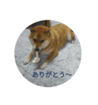 シバココ日和3（個別スタンプ：10）