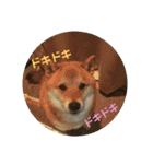 シバココ日和3（個別スタンプ：15）