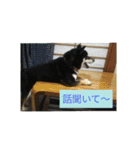 シバココ日和3（個別スタンプ：23）
