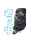 猫さんたち！（個別スタンプ：1）