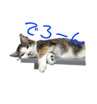 猫さんたち！（個別スタンプ：2）