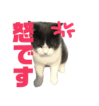 猫さんたち！（個別スタンプ：3）