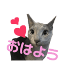 猫さんたち！（個別スタンプ：4）
