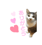 猫さんたち！（個別スタンプ：6）