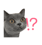 猫さんたち！（個別スタンプ：7）