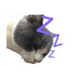 猫さんたち！（個別スタンプ：8）
